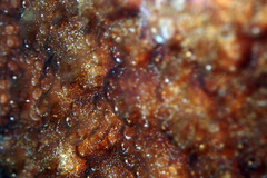 Distaplia