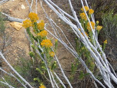 Helichrysum hamulosum