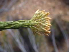 Helichrysum hamulosum