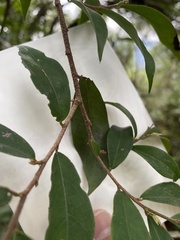 Prunus spinulosa