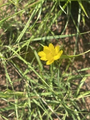 Cyperus sphaerocephalus