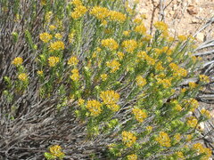 Helichrysum hamulosum
