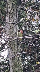 Picus viridis