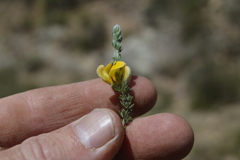 Aspalathus chortophila