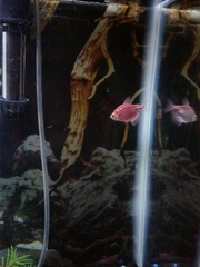 Gymnocorymbus ternetzi