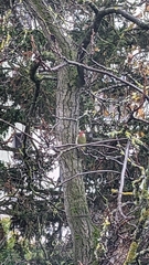 Picus viridis