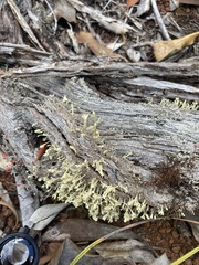 Thysanothecium scutellatum