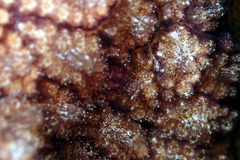 Distaplia