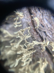 Thysanothecium scutellatum