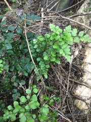 Asplenium hookerianum