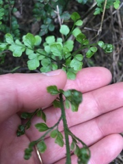 Asplenium hookerianum
