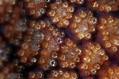 Distaplia