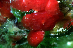 Aplousobranchia