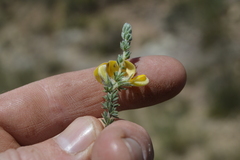 Aspalathus chortophila