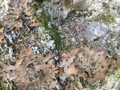 Pseudocyphellaria