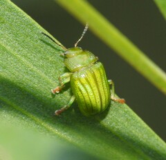 Calomela pallida