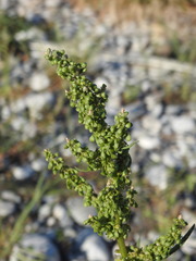 Rumex cristatus