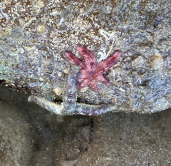 Allostichaster polyplax