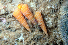 Seila crocea