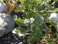 Heliotropium europaeum