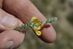 Aspalathus chortophila