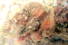 Pyuridae