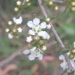 Kunzea leptospermoides
