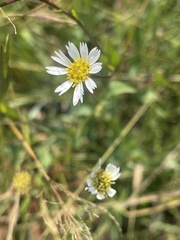 Afroaster serrulatus