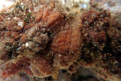Pyuridae