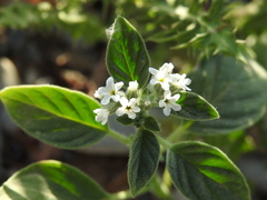 Heliotropium europaeum