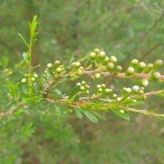 Kunzea leptospermoides