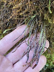 Stenogrammitis saffordii