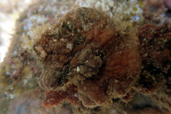 Pyuridae