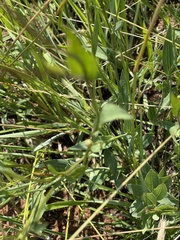 Afroaster serrulatus