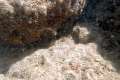 Trachinops noarlungae