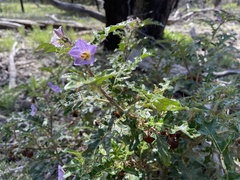 Solanum linnaeanum