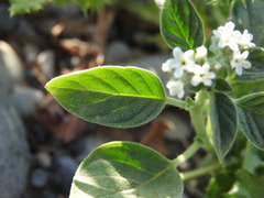 Heliotropium europaeum