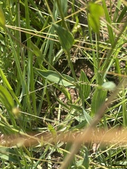 Afroaster serrulatus