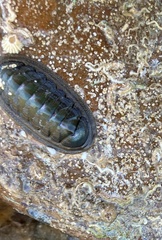 Ischnochiton australis