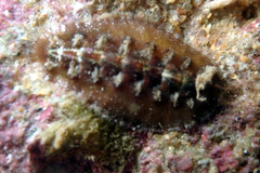 Acanthochitona kimberi