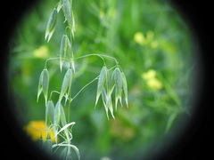 Avena sativa