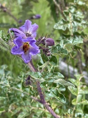 Solanum linnaeanum