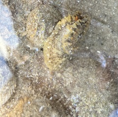 Amblychilepas nigrita