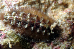 Acanthochitona kimberi