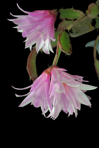 Rhipsalidopsis rosea (Rhipsalidopsis rosea)