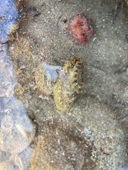 Amblychilepas nigrita