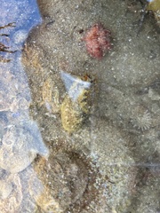 Amblychilepas nigrita