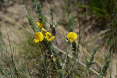 Aspalathus chortophila