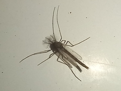 Culiseta longiareolata