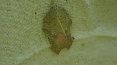 Acleris emargana